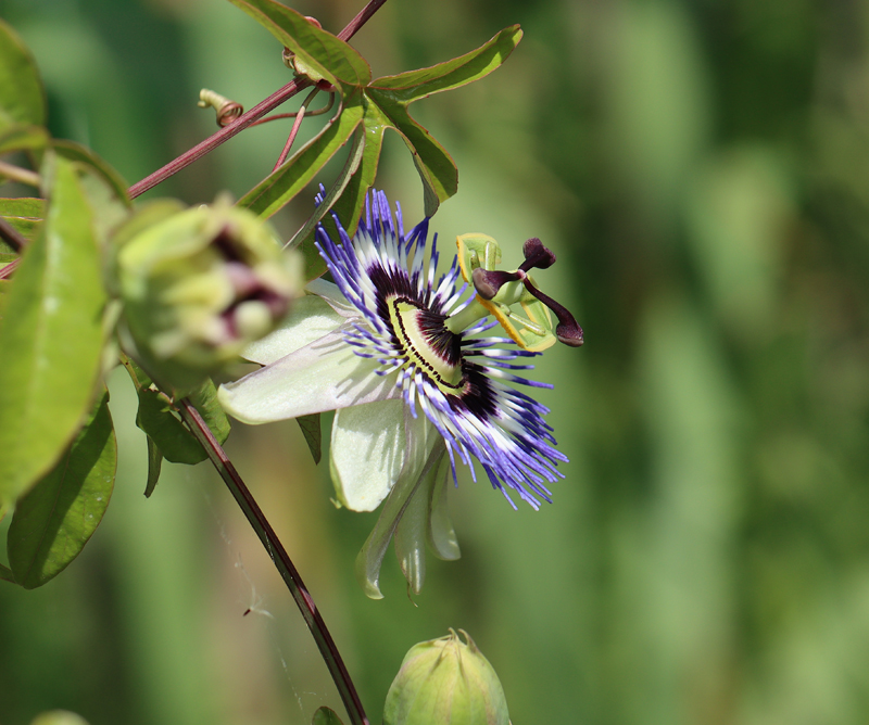 Blaue Passionsblume
