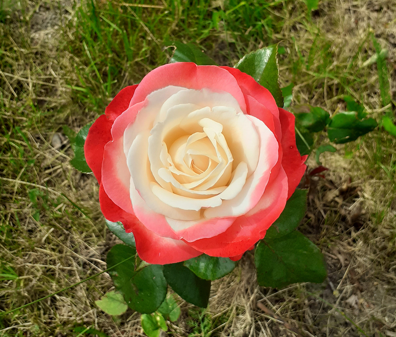 Edelrose Nostalgie