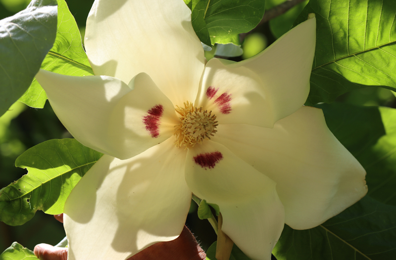 Großblättrige Magnolie