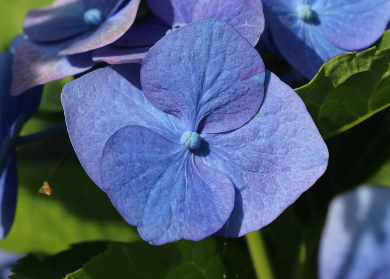 Hortensie