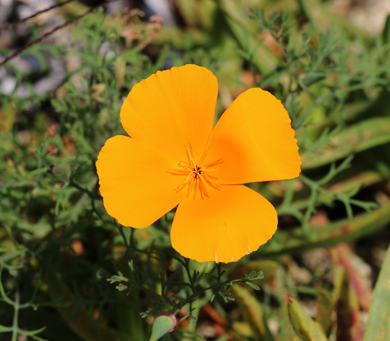 Kalifornischer Mohn
