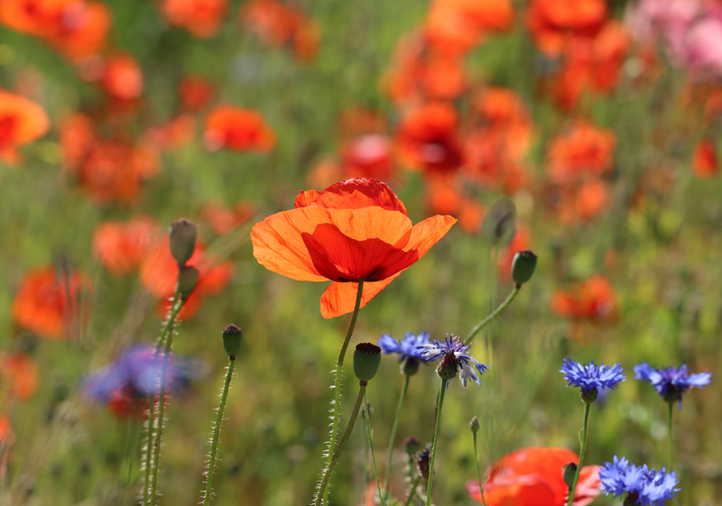 Klatschmohn