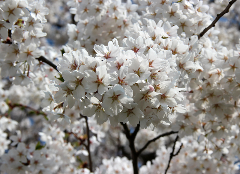 Kirschblüte
