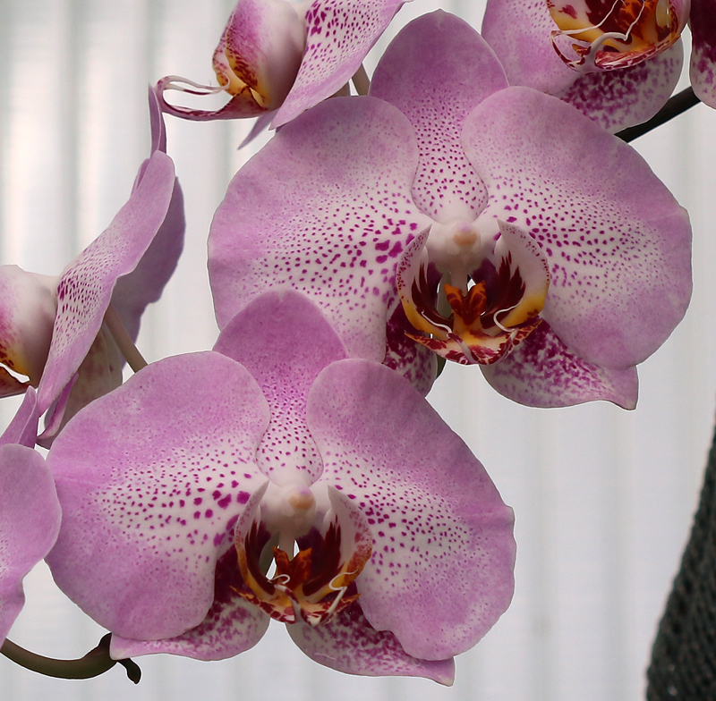 Orchideen