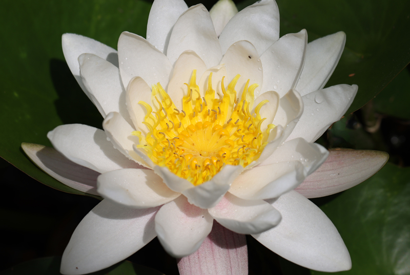 Seerose