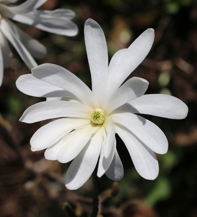 Stern-Magnolie