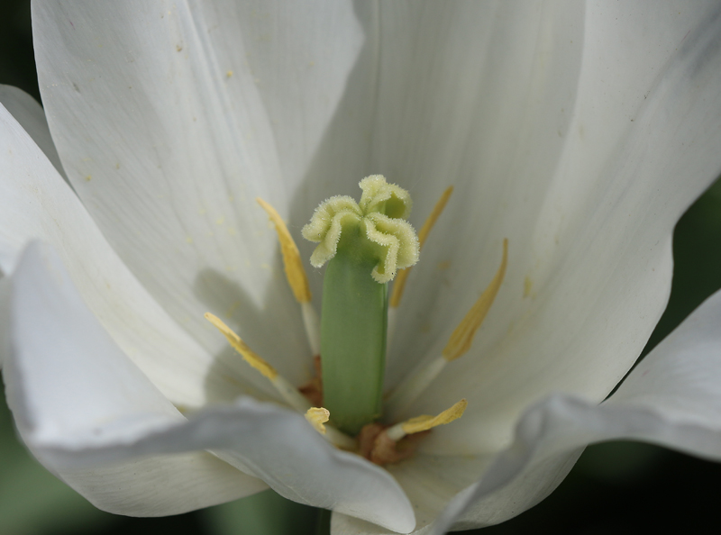 Lilienblütige Tulpe