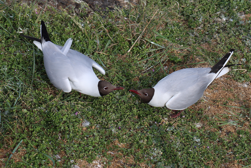 Lachmöwe