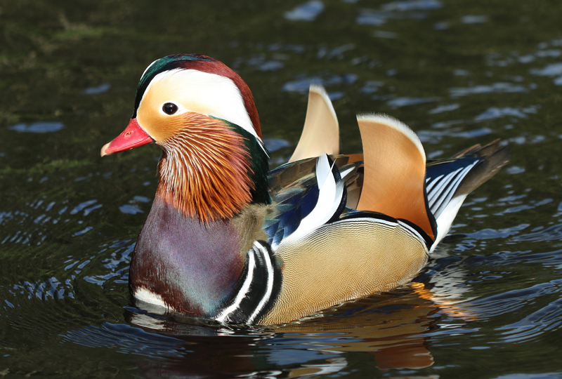 Mandarinente