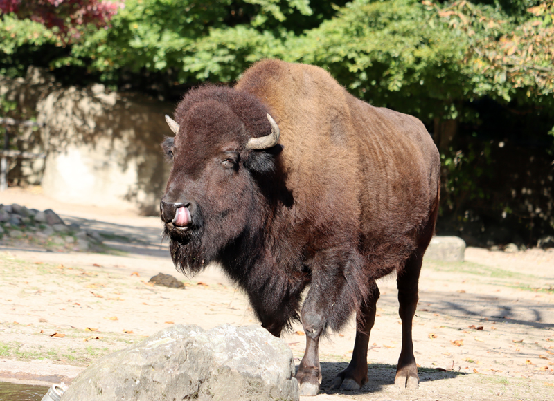 Buffalo