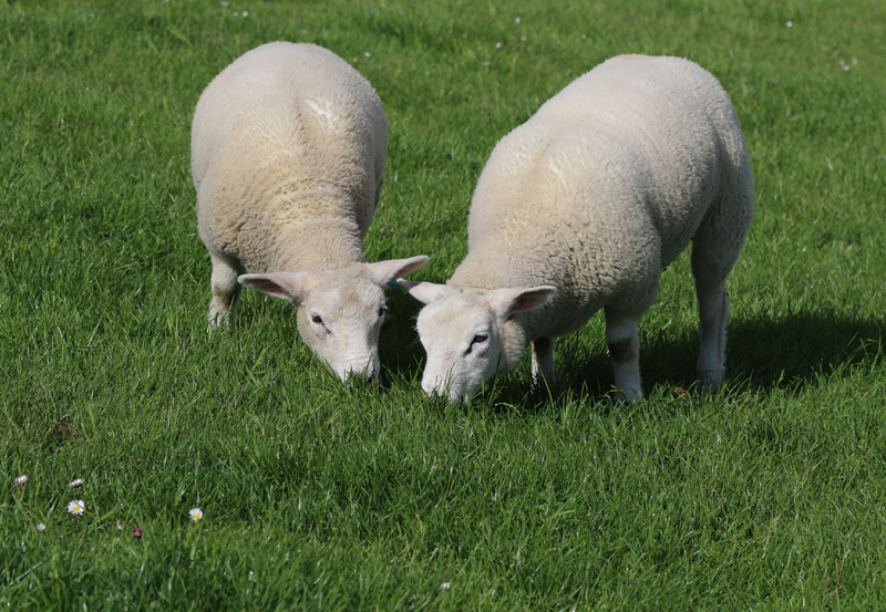 Texelschaf