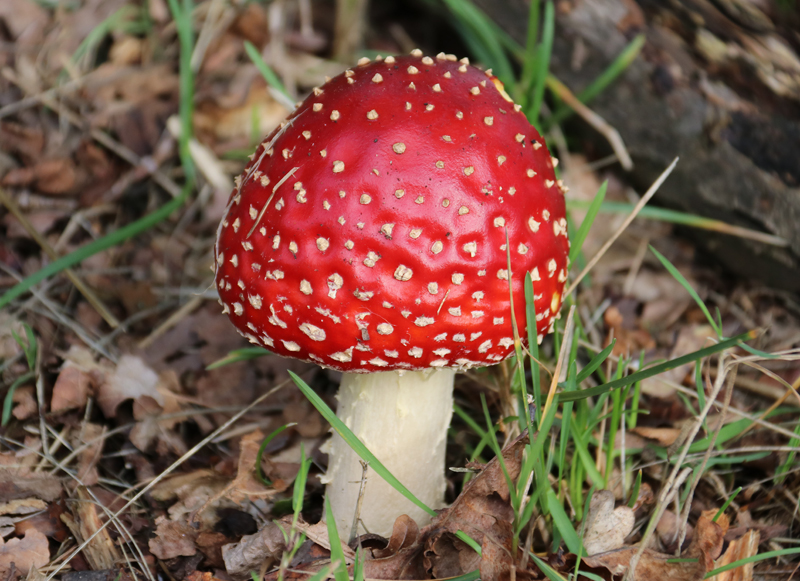 Fliegenpilz