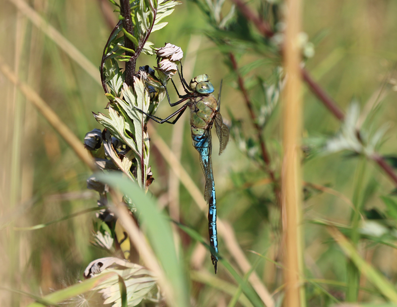 Große Königslibelle
