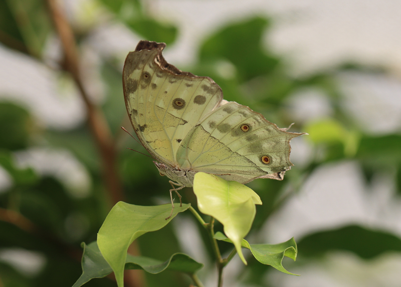 Afrikanischer Perlmutterfalter