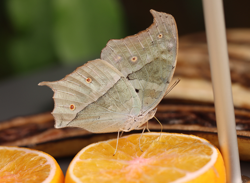 Afrikanischer Perlmutterfalter