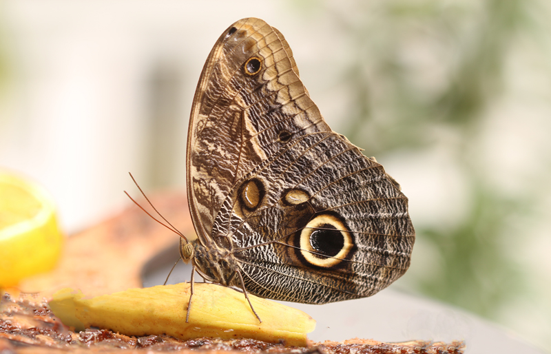 Bananenfalter