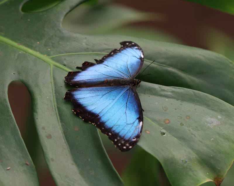 Blauer Morphofalter