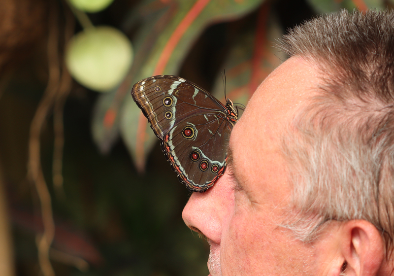 Blauer Morphofalter