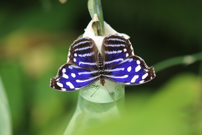 Fleck-Schillerfalter