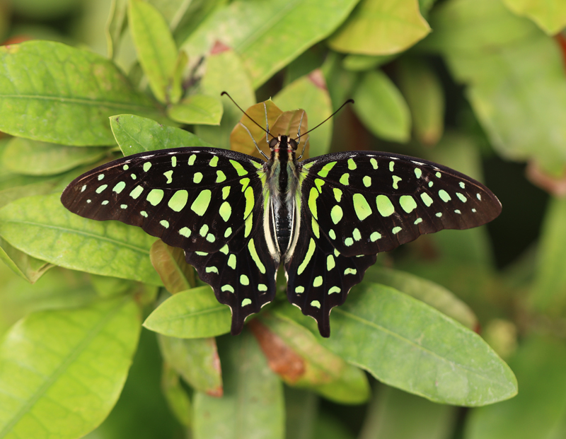 Grüner Kolibri