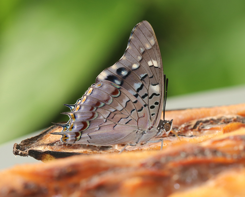Guderians Charaxes