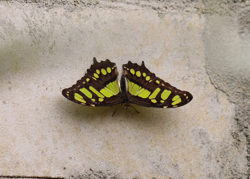 Malachitfalter