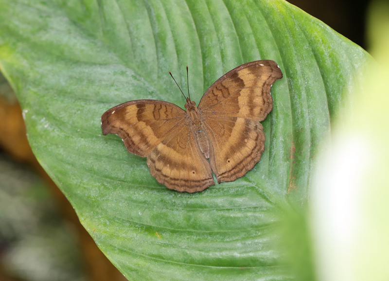 Schokoladensoldat