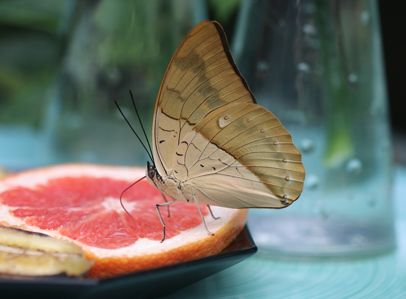 Weißfleckiger Prepona