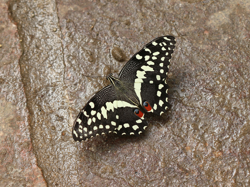 Zitrus-Schwalbenschwanz