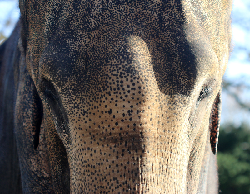 Asiatischer Elefant