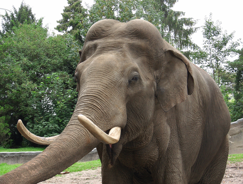 Elefant