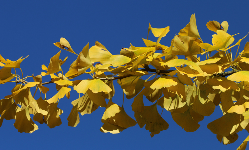 Ginkgo