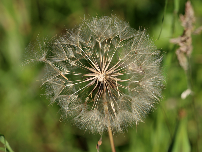 Wiesen-Bocksbart