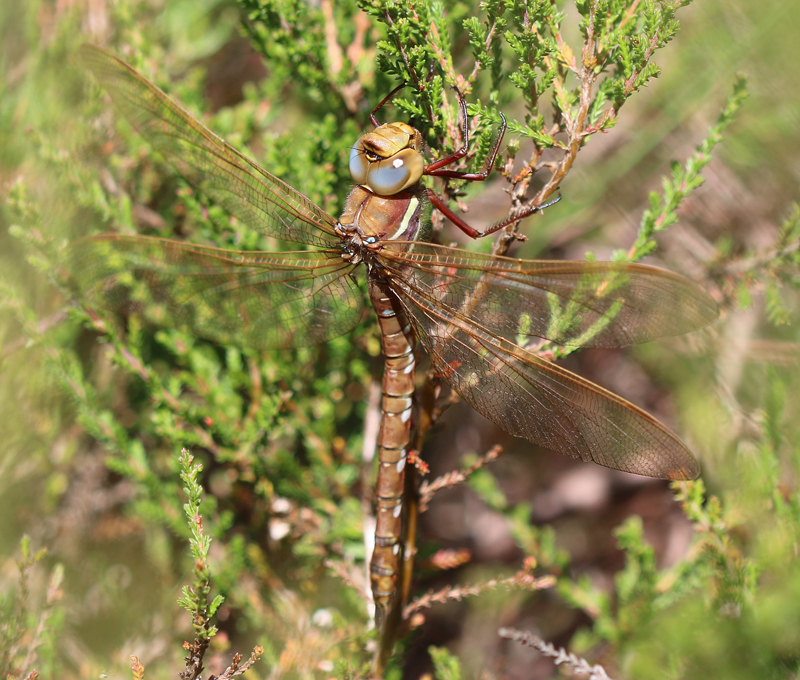 Braune Mosaikjungfer