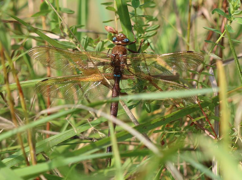 Braune Mosaikjungfer
