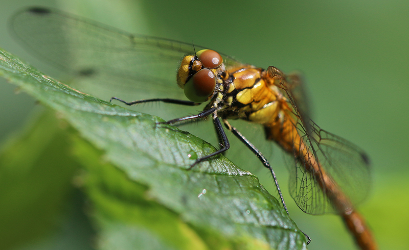 Blutrote Heidelibelle
