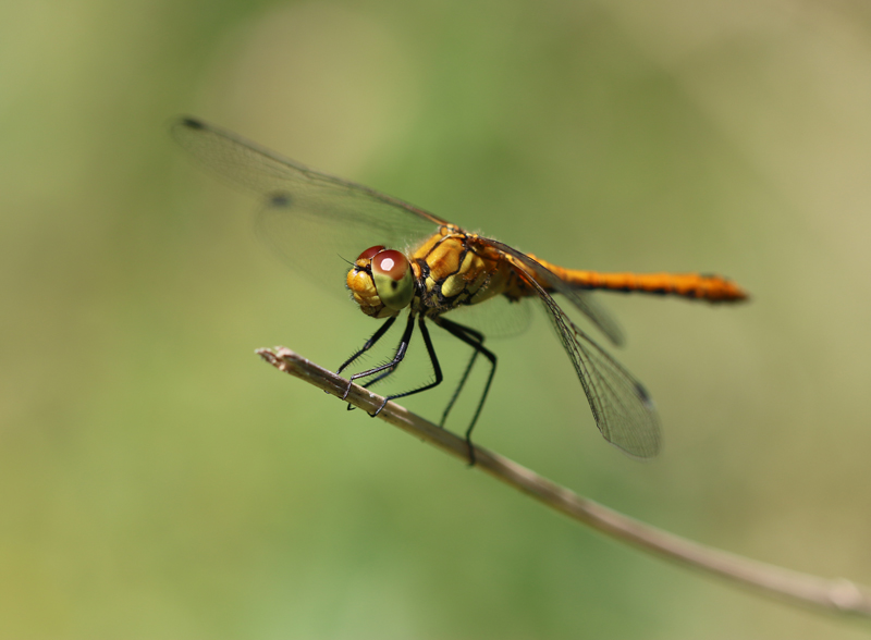 Blutrote Heidelibelle