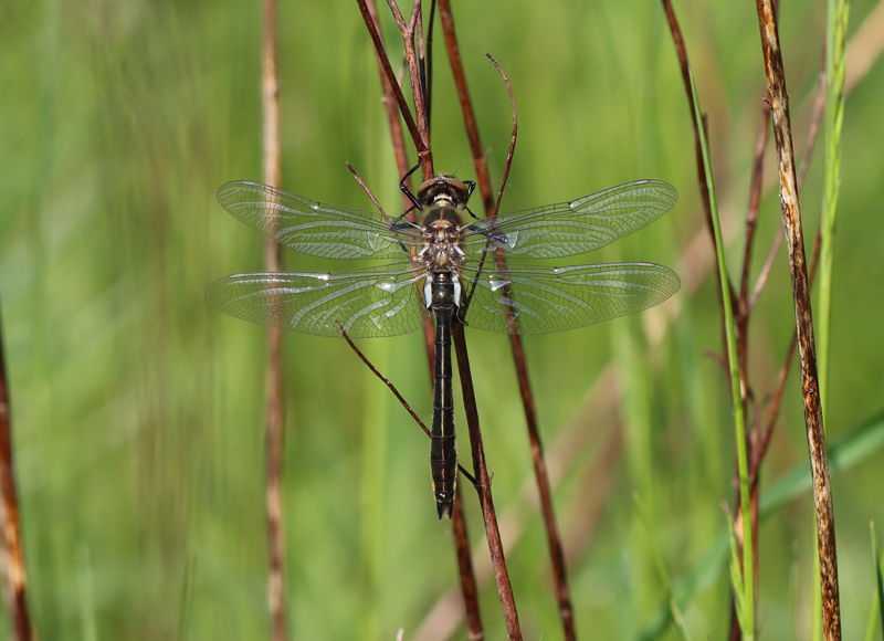 Falkenlibelle