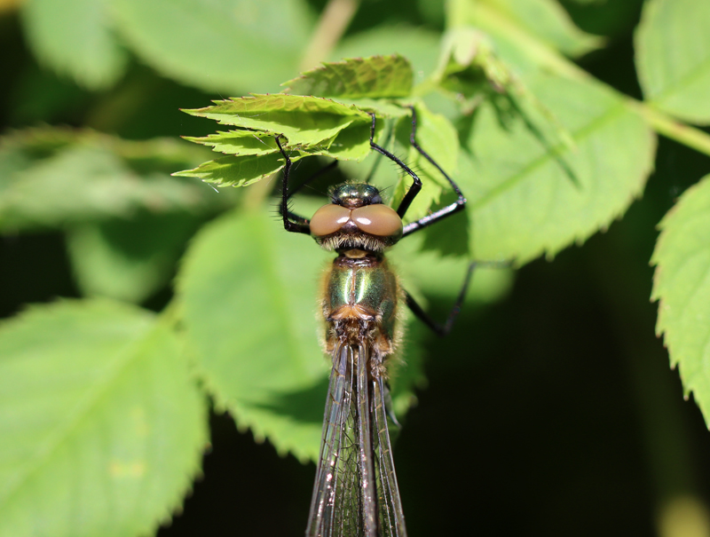 Falkenlibelle
