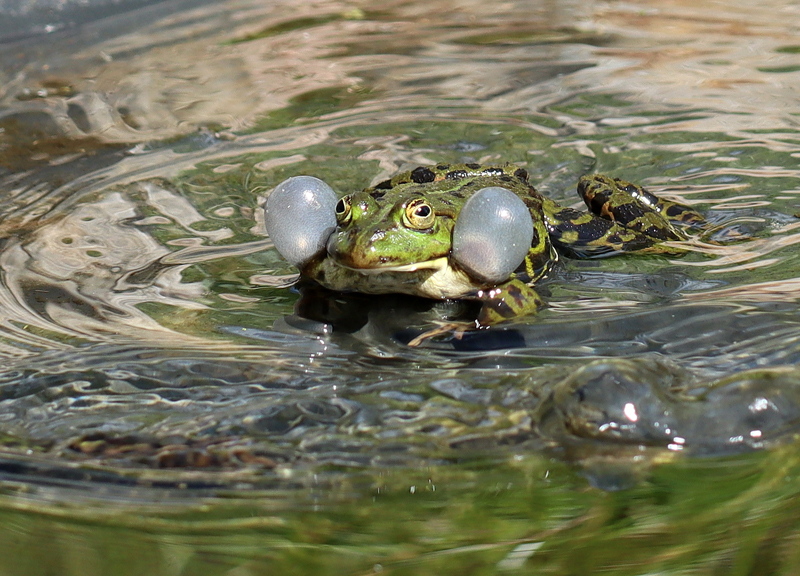 Teichfrosch