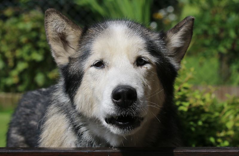 Siberian Husky