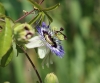 Blaue Passionsblume