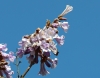 Blauglockenbaum