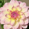 Dahlie Calina