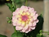 Calina