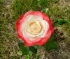 Edelrose Nostalgie