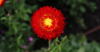 Garten-Strohblume