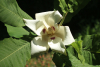 Großblättrige Magnolie