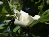 Großblättrige Magnolie Großblättrige Magnolie