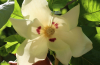 Großblättrige Magnolie